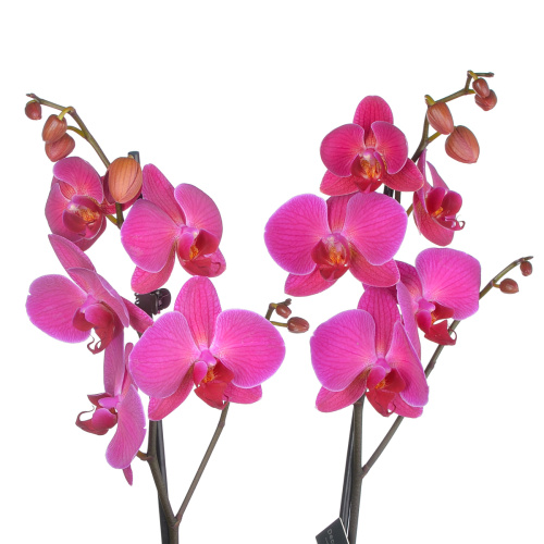 Орхидея фаленопсис челсион 2 цв 65/12 см