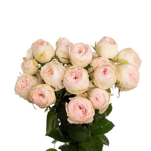 Менсфилд парк куст. Китай (5 шт)