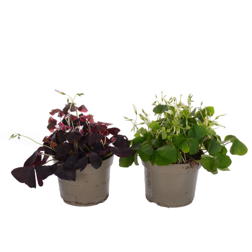 Оксалис микс 20/12 см