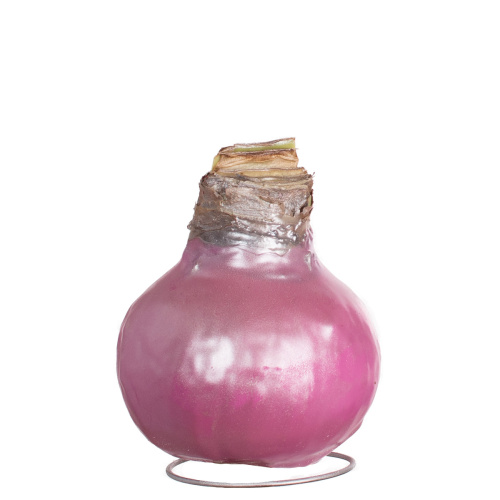 Гиппеаструм в воске перл пинк 20 см