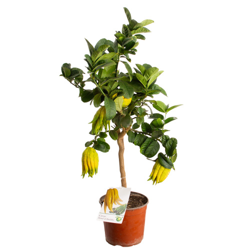 Цитрус рука будды 75/16 см