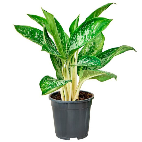 Аглаонема бритт 45/17 см