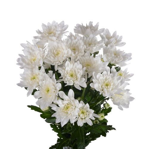 Балтика куст. (5 шт)