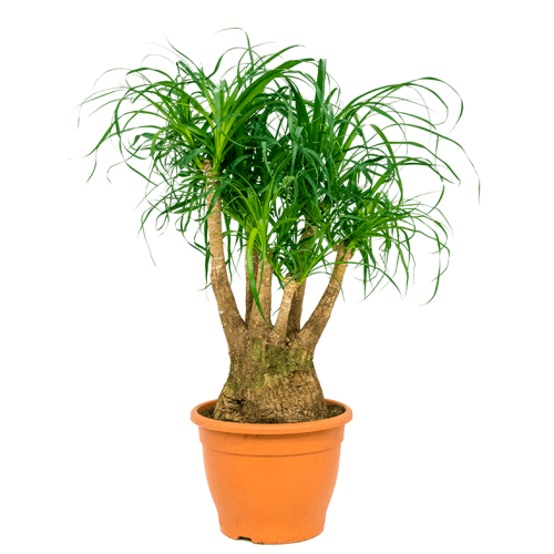 Нолина бокарнея 95/35 см