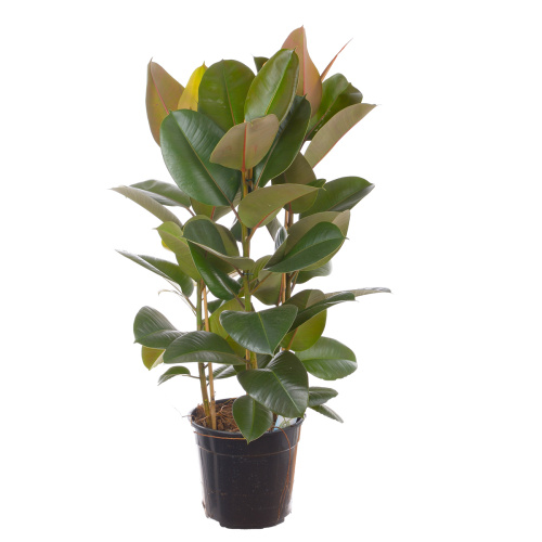 Фикус робуста 100/27 см