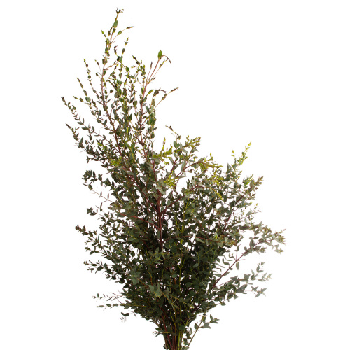 Эвкалипт парвифолия Китай (банч)