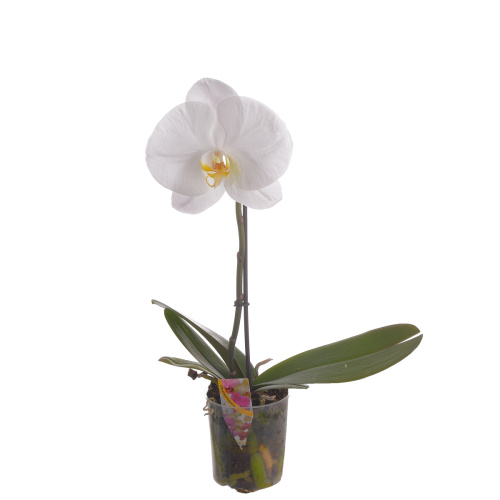 Орхидея фаленопсис синголо уайт 40/9 см