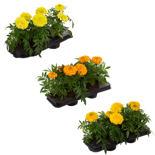 Рассада тагетес прямостоячий (х7)