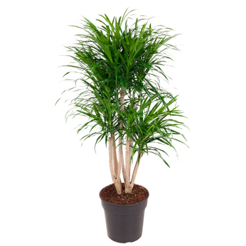 Драцена анита разветвленная 120/27 см