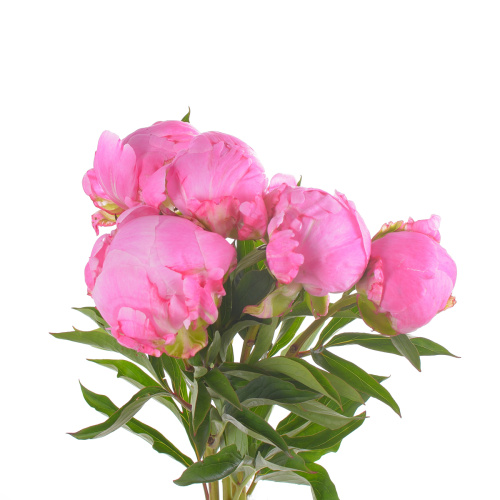 пион флэминг (5 шт)
