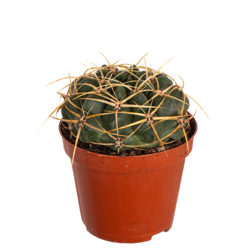 Кактус гимнокалициум монвиллей 15/8 см