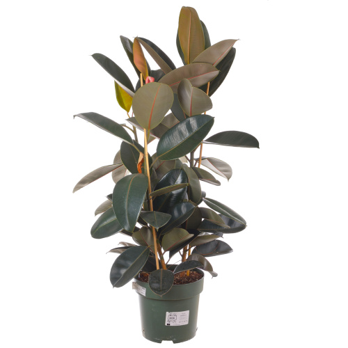 Фикус абиджан 120/31 см