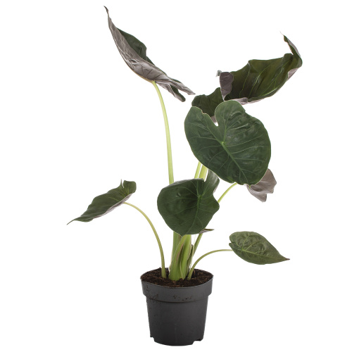 Алоказия венти 110/24 см