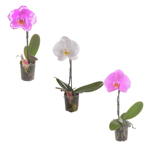 орхидея фаленопсис синголо 40/9 см