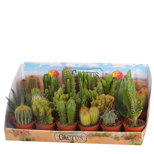 Кактус микс 10/8 см