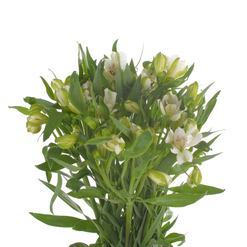 альстромерия вирджиния (10 шт)