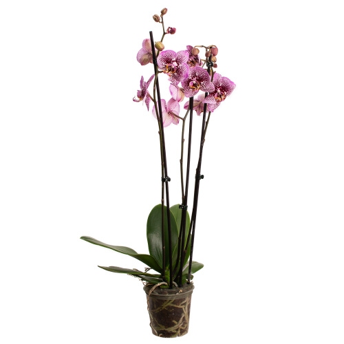 Орхидея фаленопсис амбон 2 цв 65/12 см