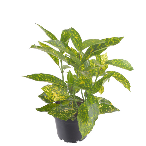 Аукуба японика 35/14 см