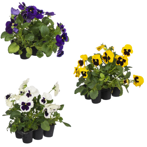 Рассада виола (х6)