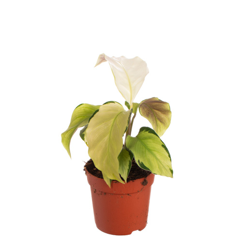 Калатея фьюжн йеллоу 15/7 см