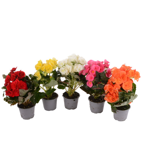 Бегония микс 20/9 см