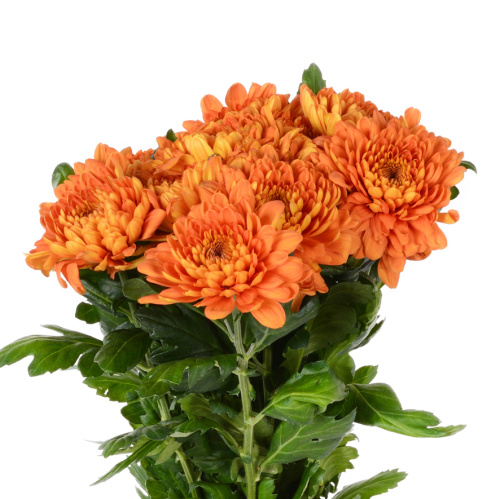 Беллависта хризантема одноголовая (10 шт)