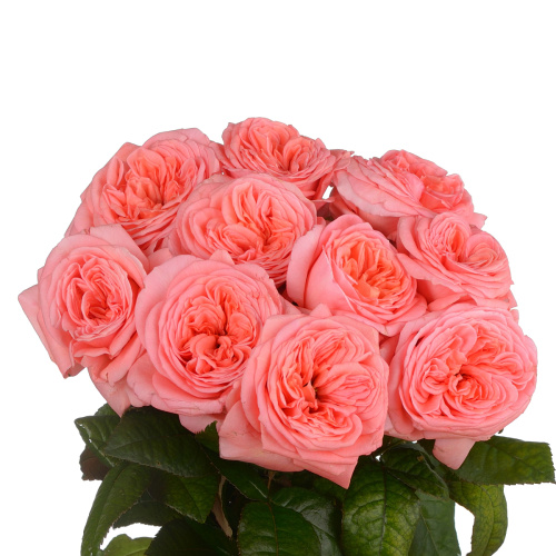 Лондон Ай (10 шт) рм