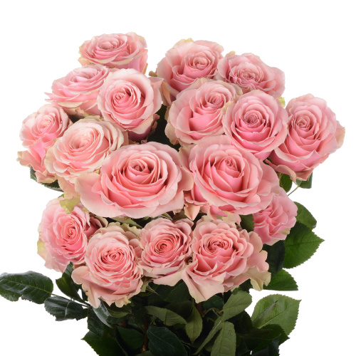 Пинк охара (25 шт)