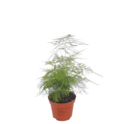 Аспарагус плюмозус 25/9 см