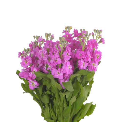 маттиола розовая (10 шт)