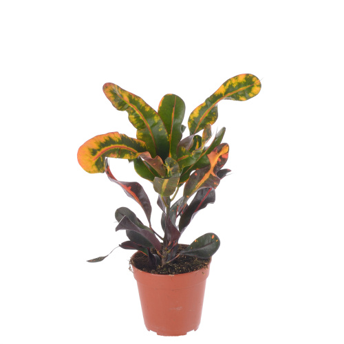 Кротон Мамми 40/12 см