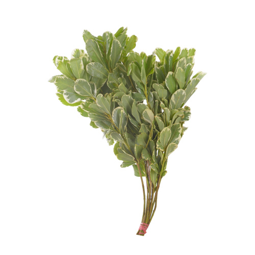 Питтоспорум Илан (10 шт)