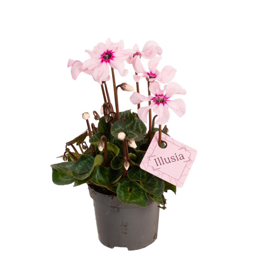 Цикламен иллюзия 15/9 см