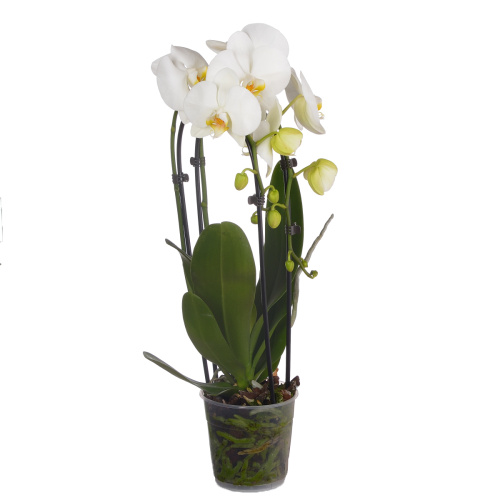 Орхидея фаленопсис каскад уайт 2 цв 45/12 см