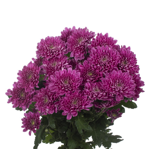Фабиенне пурпл хризантема кустовая (5 шт)