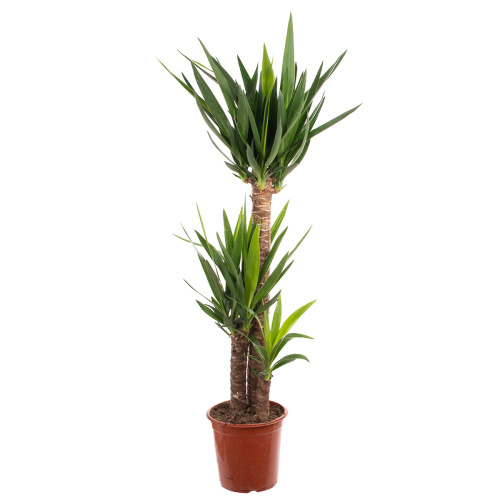 Юкка (90+45+20) 130/24 см