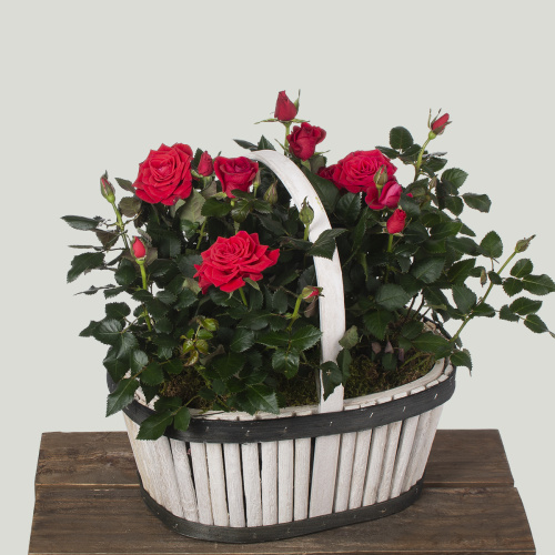 Композиция из растений 14