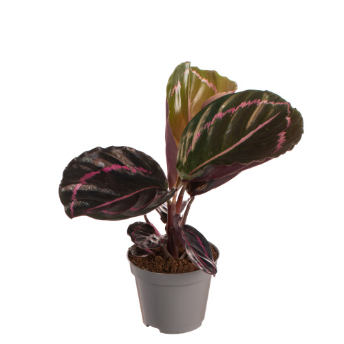 Калатея дотти 20/9 см