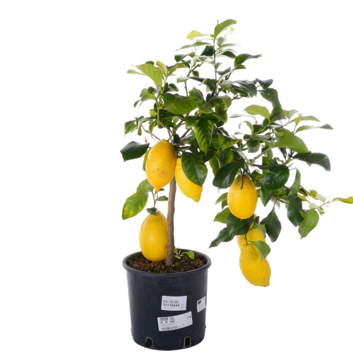 цитрус лимон 75/22 см