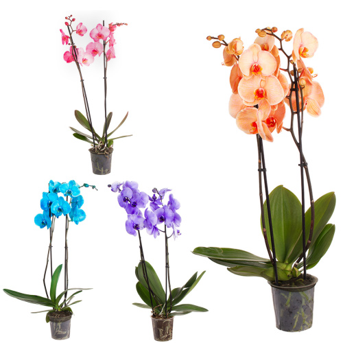 Орхидея фаленопсис крашеный микс 2 цв 55/12 см