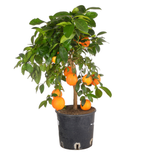 Цитрус лима россо 70/21 см