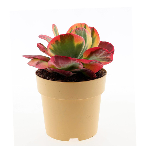 Каланхое фирзифлора ред липс 25/17 см