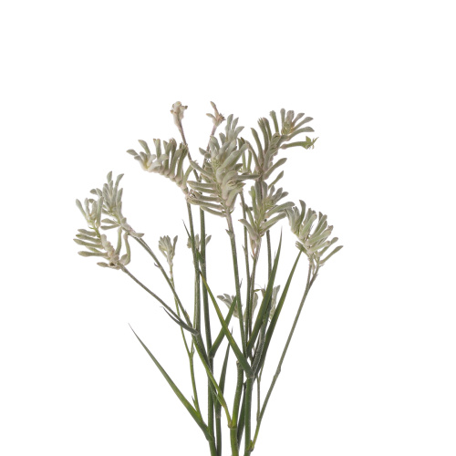 Анигозантус микс (10 шт)