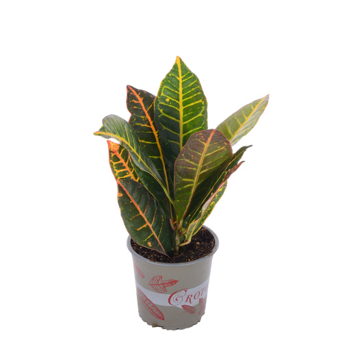 Кротон петра 35/13 см