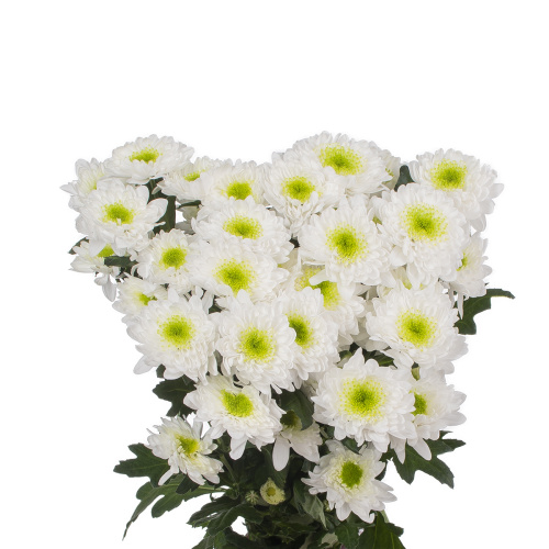 Коммандер хризантема кустовая (5 шт)