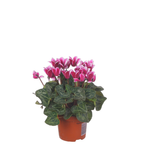 Цикламен сноуридж 20/9 см