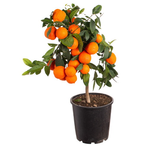 Цитрус лима россо 70/21 см