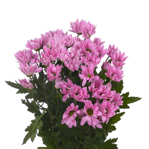 Рианна хризантема кустовая (5 шт)