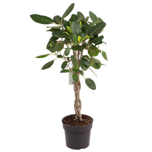 Фикус одри плетеный ствол 110/24 см