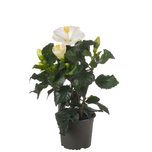 Гибискус санни уайт 35/13 см